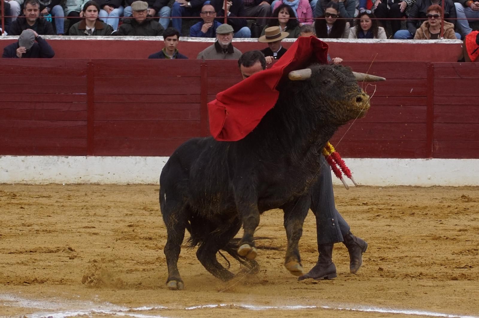 Festival taurino en Villoria