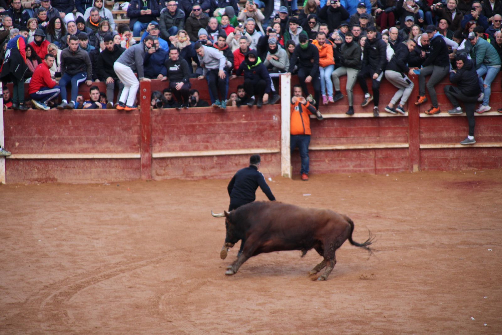 Toro del aguardiente en la mañana de martes del Carnaval del Toro 2026
