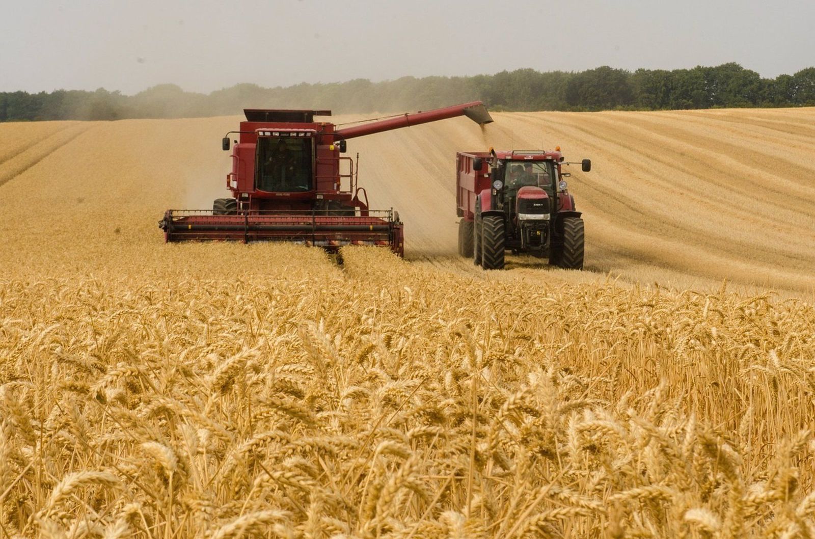 Agricultor cosechando en el campo. Archivo.