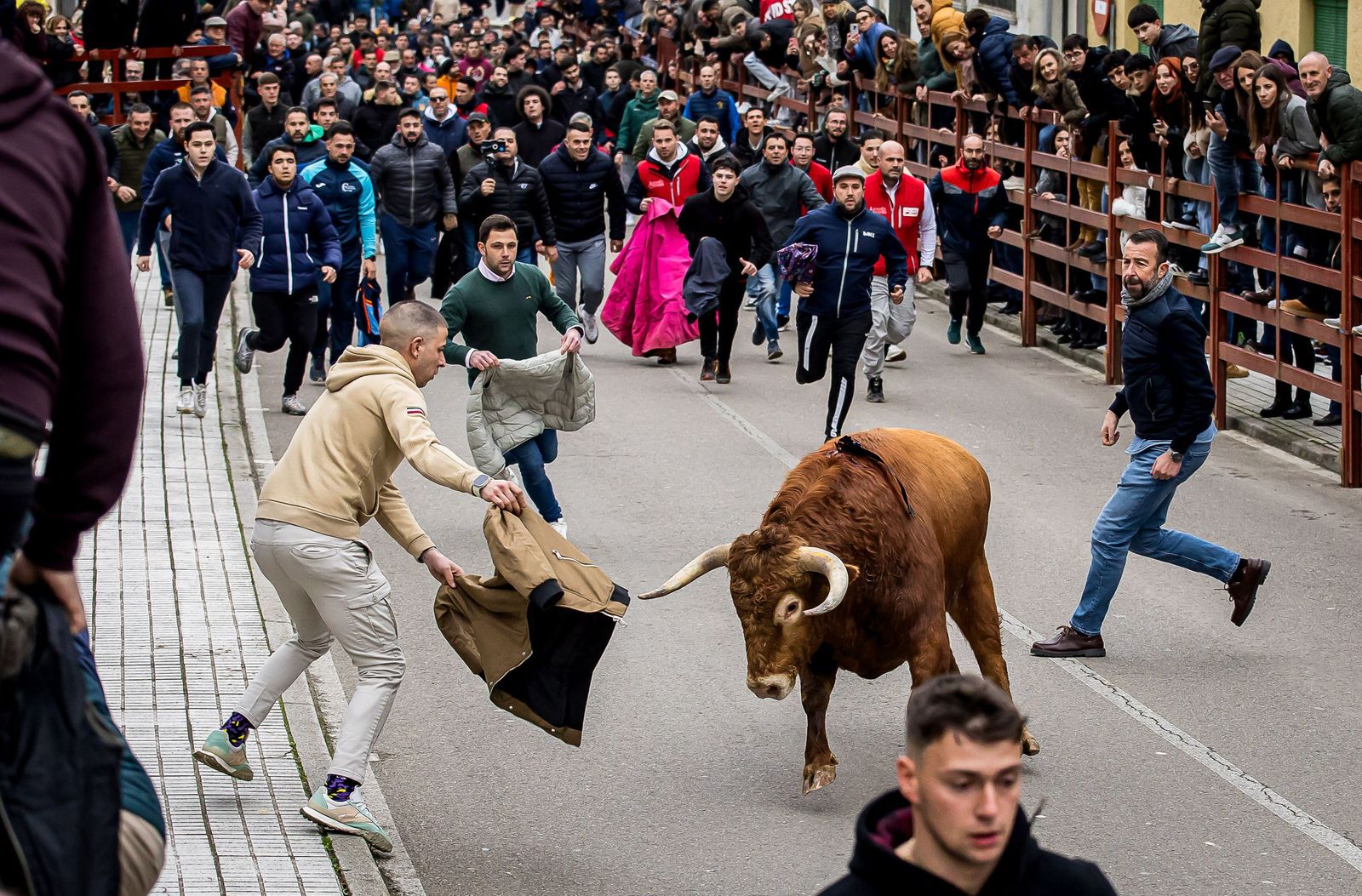 Gran expectación con el Toro de San Sebastián de Ciudad Rodrigo