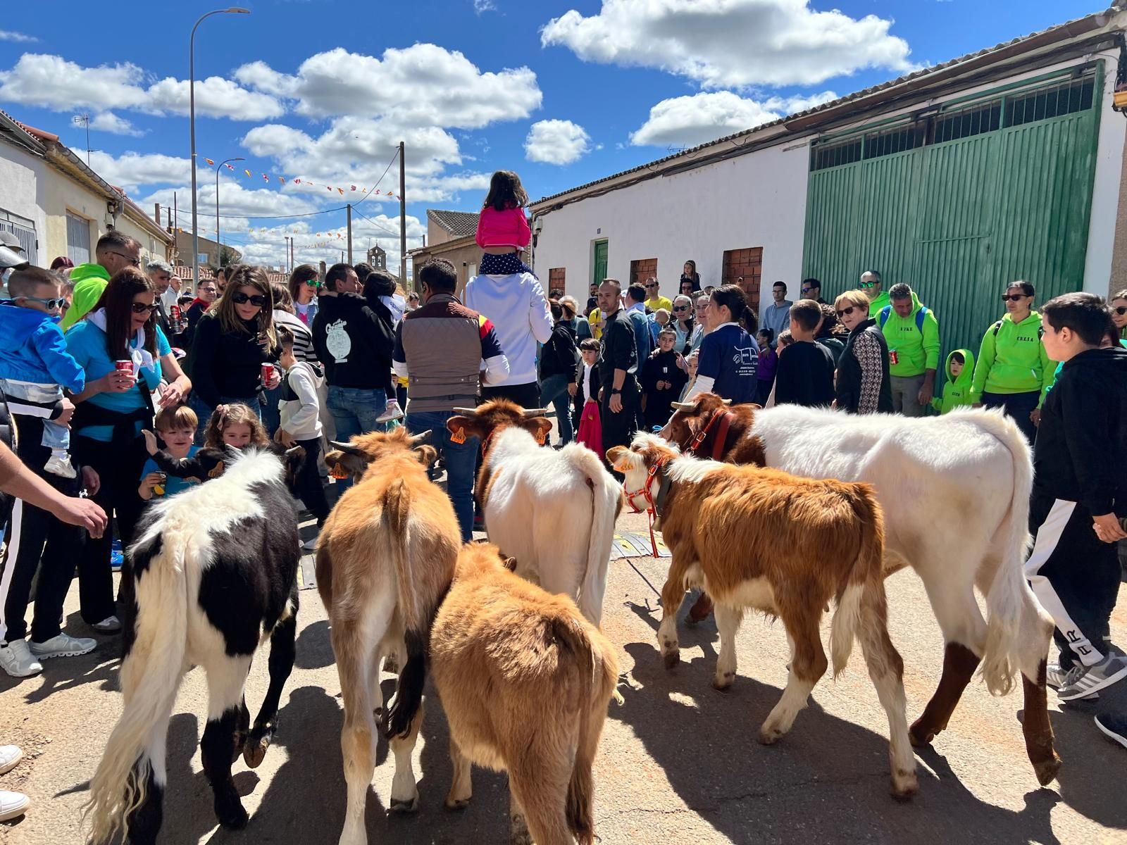 mini-bueyes-en-elas-fiestas-de-doninos-2025-14