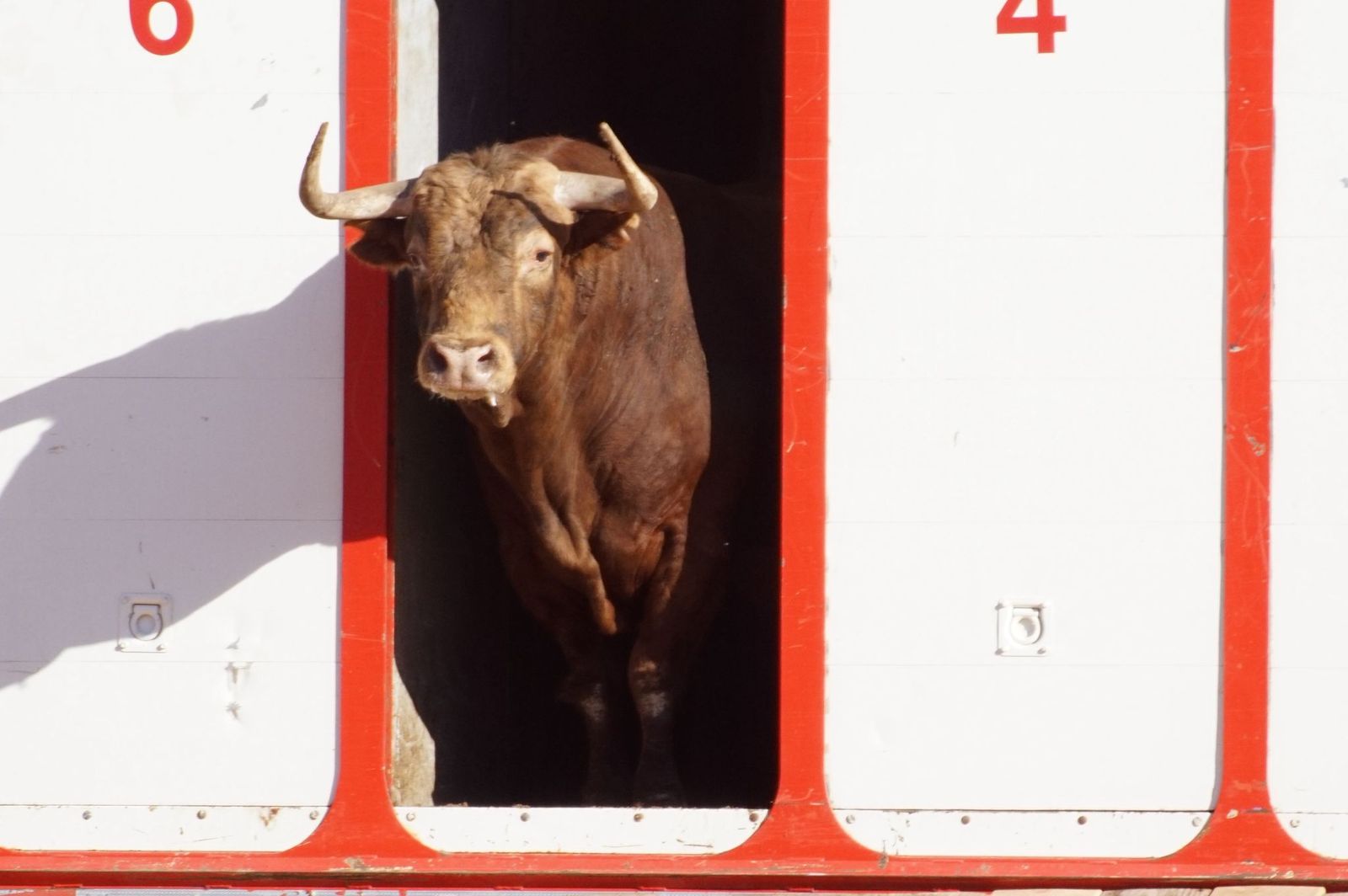 Tradicional Desenjaule en la Plaza de Toros La Glorieta
