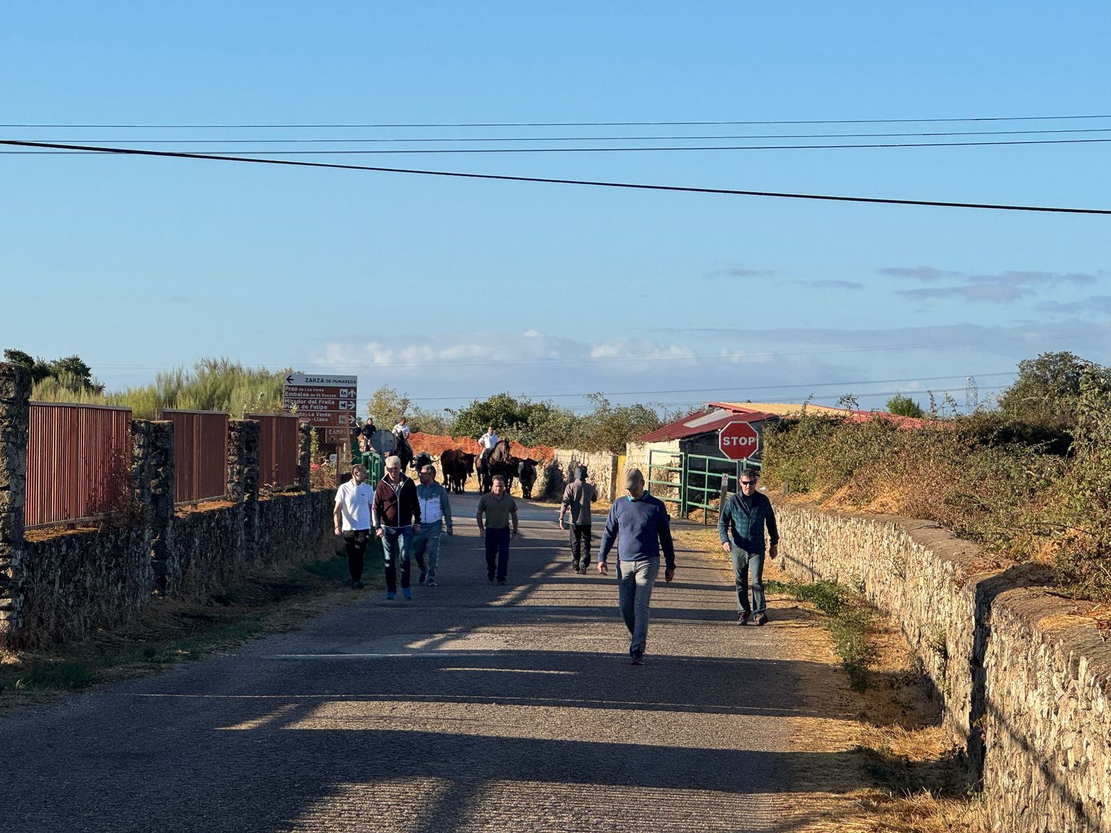 Último encierro a caballo en Aldeadávila de la Ribera con reses de Valrubio