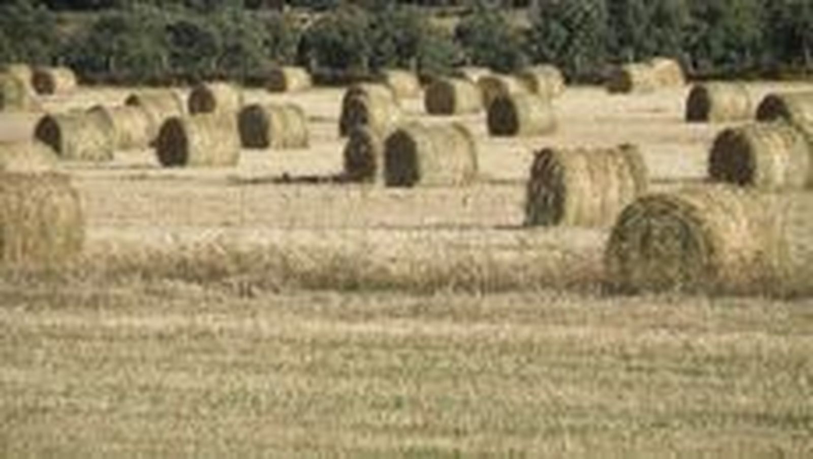 UPA-COAG califica la cosecha de cereal como mala al no superar los 4,5 millones de toneladas