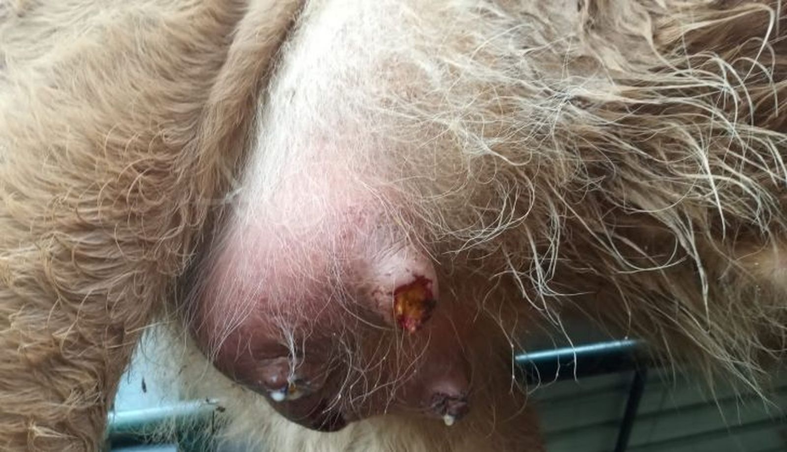 Ataque de meloncillo en Salamanca. UPA 