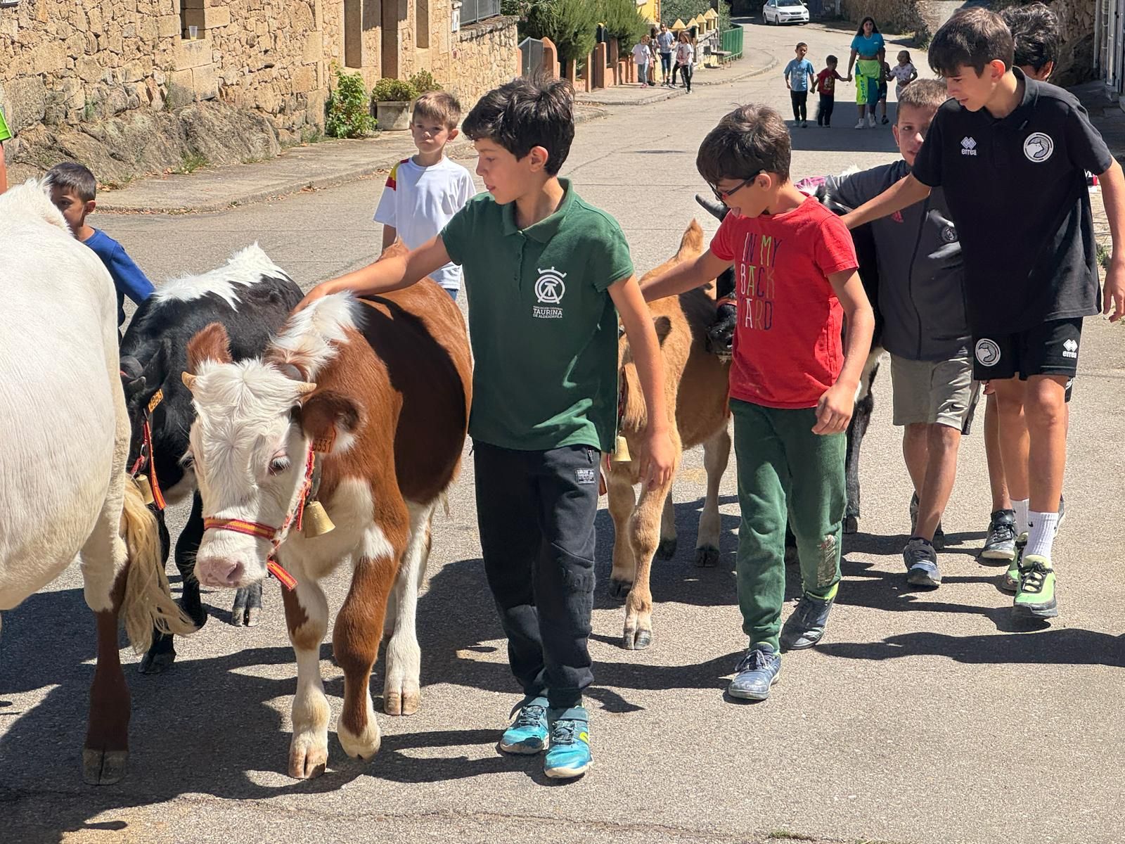 Encierro de mini bueyes en el último día de fiestas en Aldeadávila de la Ribera