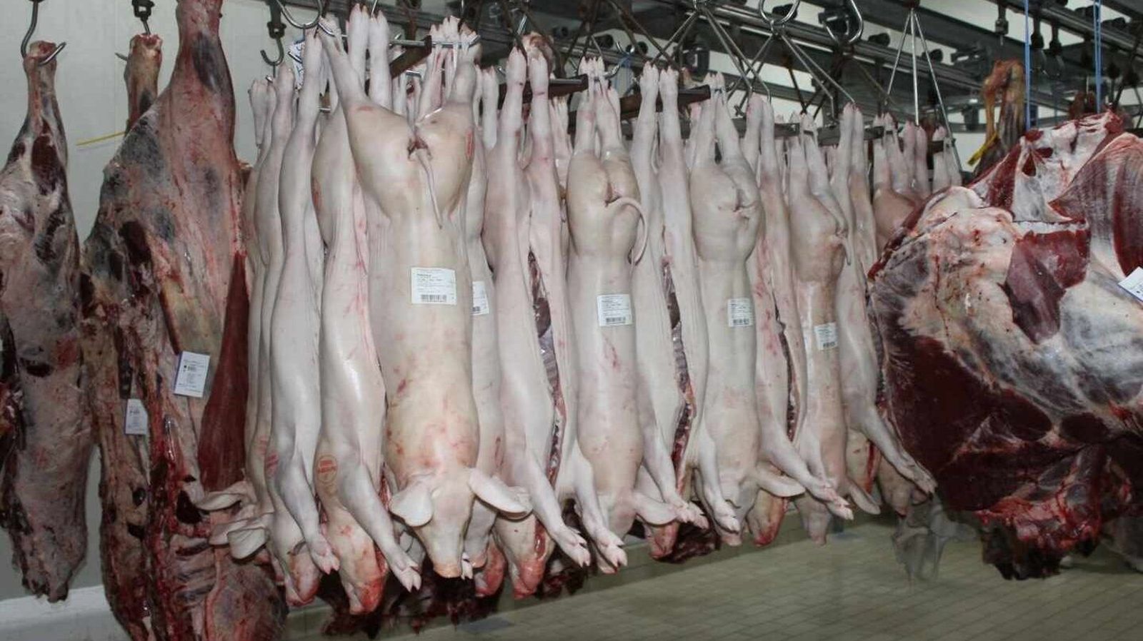 El porcino, motor de los mataderos de Salamanca con más de 2,5 millones de sacrificios en el último año