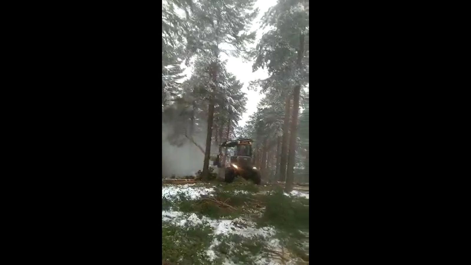 Maquinaria trabajando en una zona de árboles en El Maíllo
