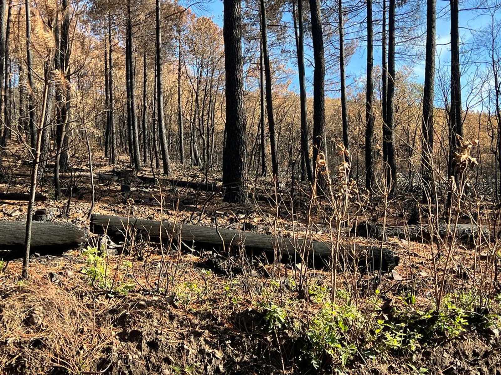 Restos del incendio Maíllo Serradilla del Arroyo. Foto S24H