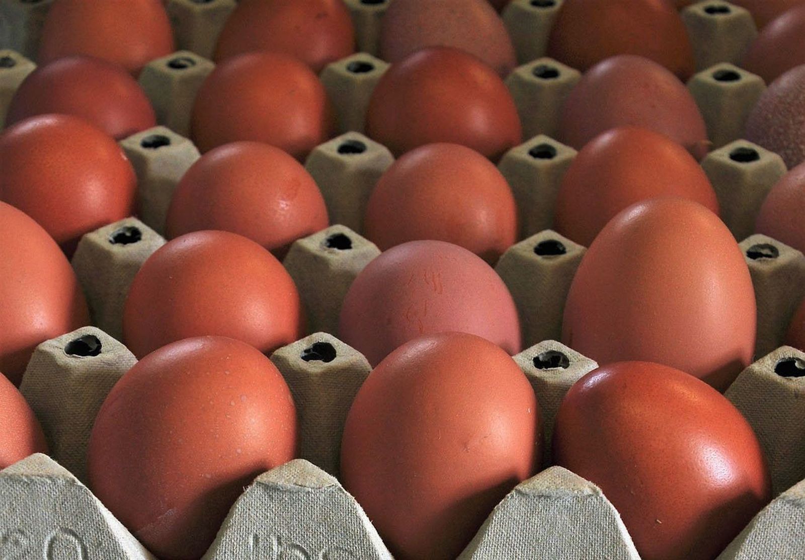 Inmovilizadas veinte toneladas de huevo líquido contaminado con fipronil en Vizcaya