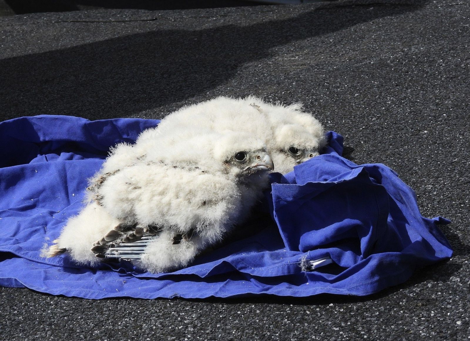 'Madrigal' y 'Urraca', los dos nuevos halcones que puede disfrutar la ciudad de Zamora.