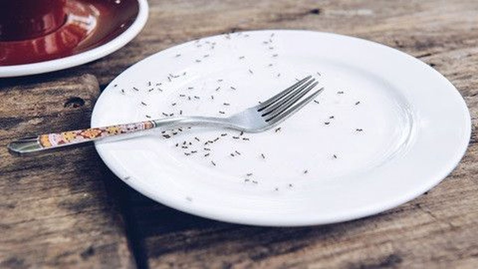 HORMIGAS.COCINA.1600X900