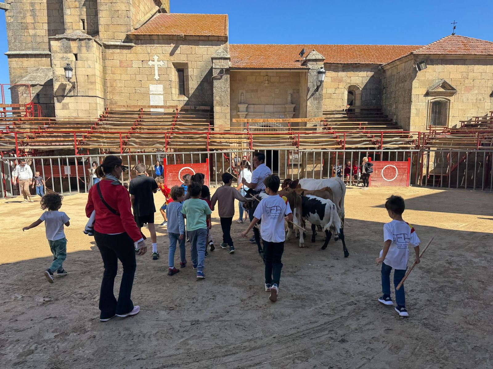 Encierro de mini bueyes en el último día de fiestas en Aldeadávila de la Ribera