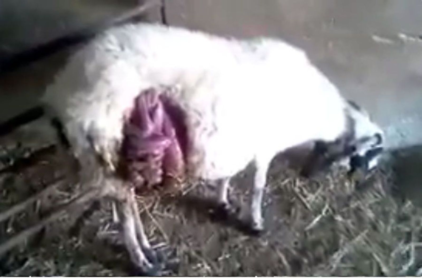 Oveja fresnadillo upa