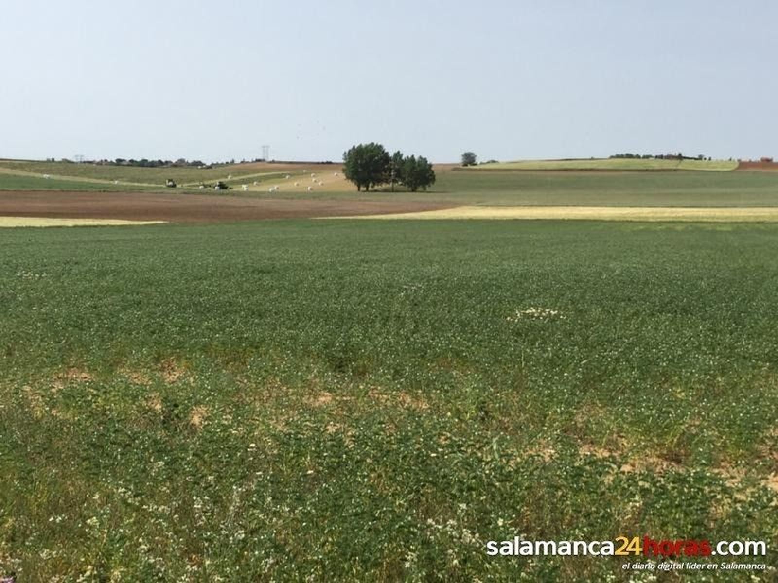 La Alianza pide a la Junta que no demore el anticipo de la PAC