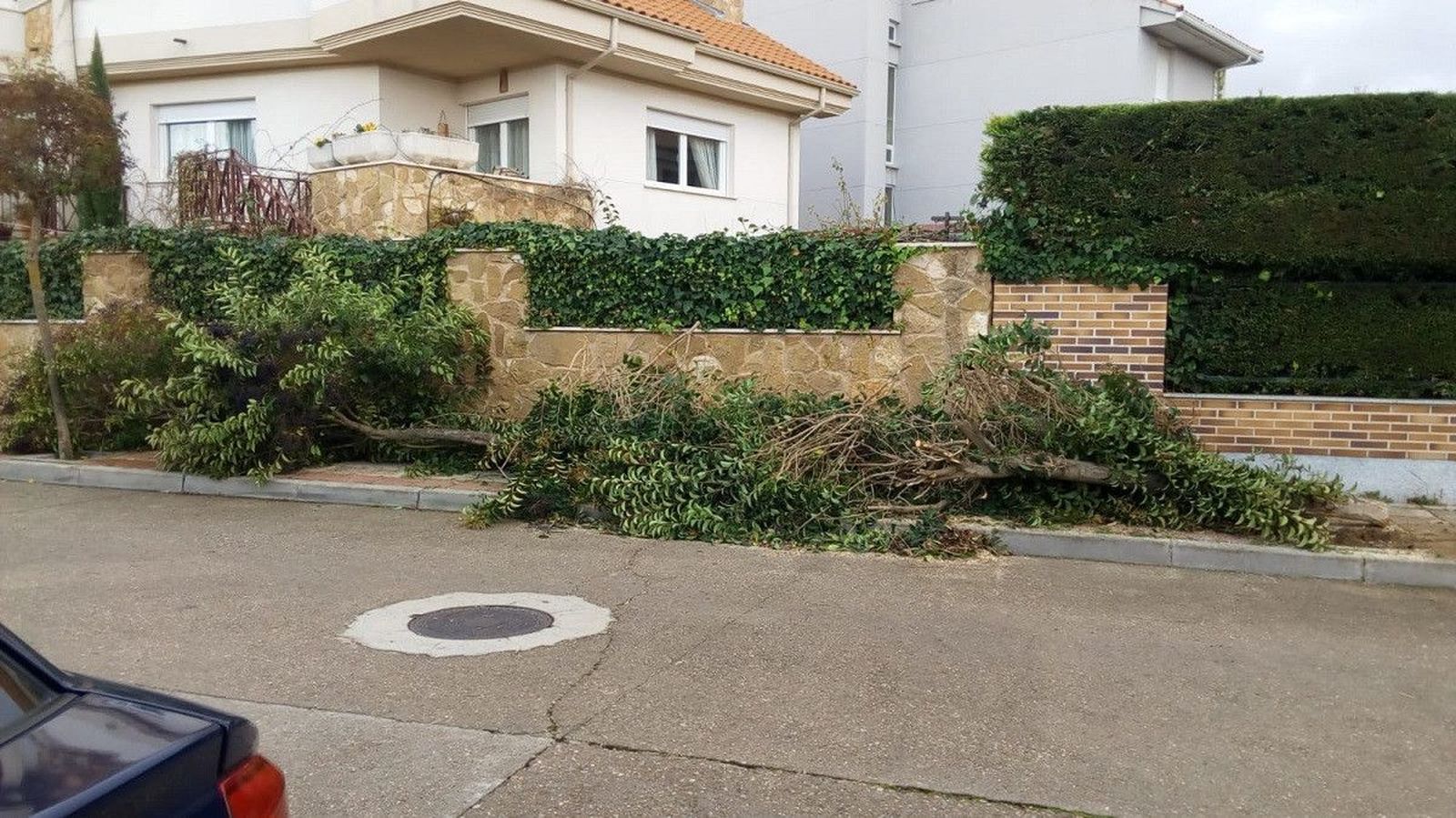 Cabrerizos tala encinas