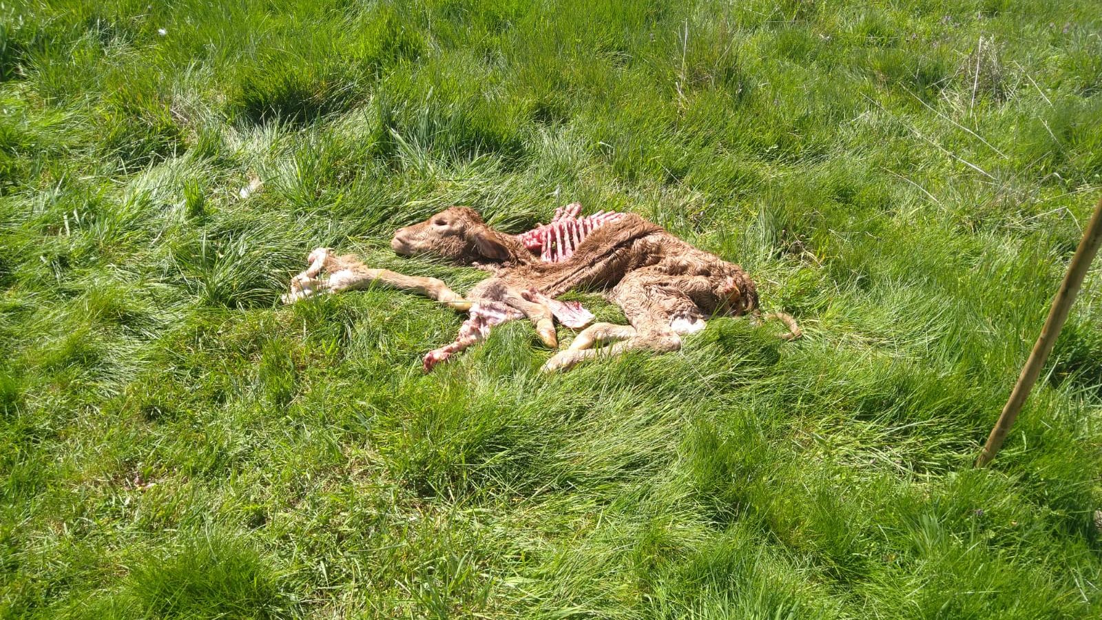 Ternero atacado por buitre en la comarca de Béjar
