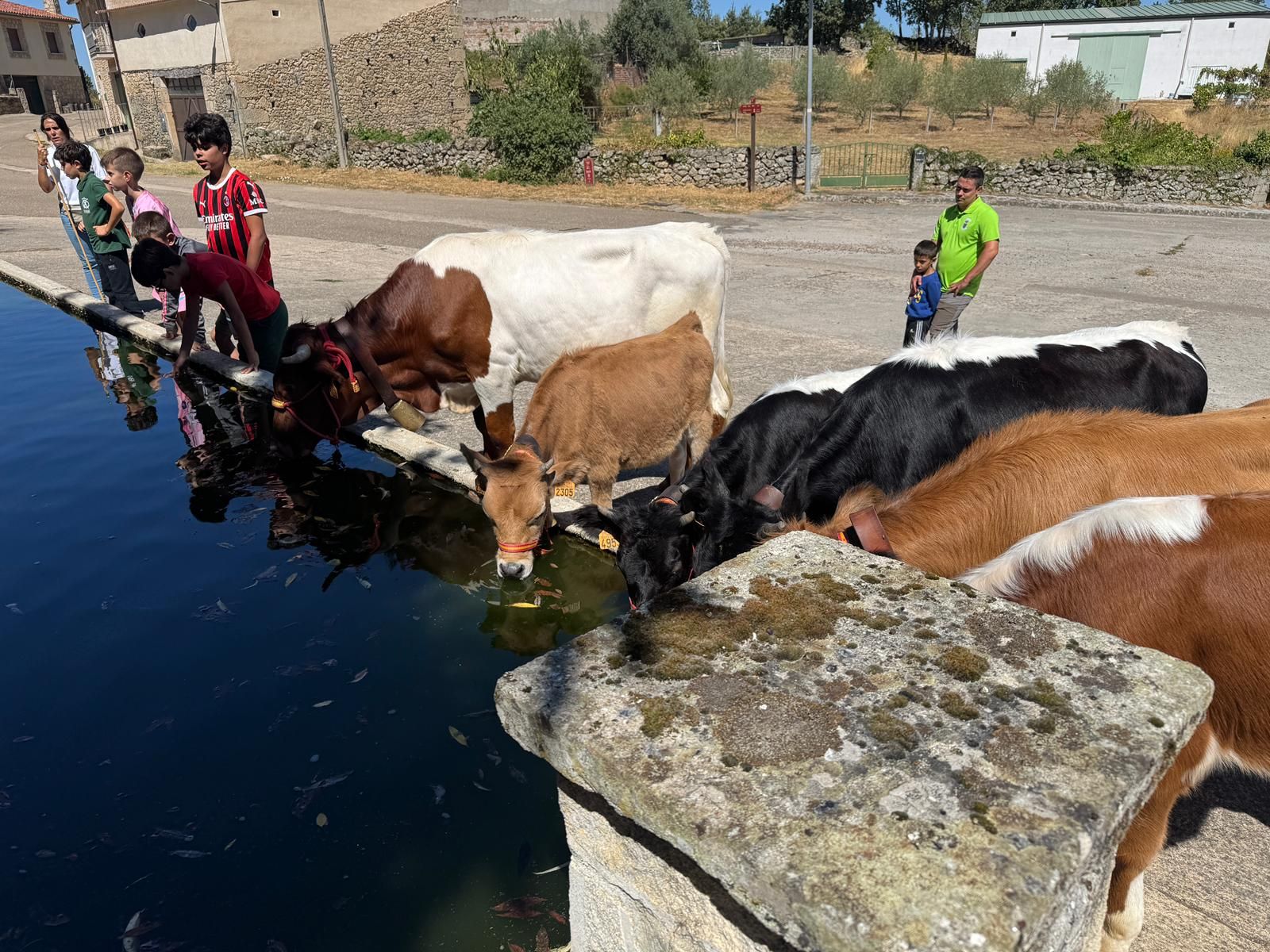 Encierro de mini bueyes en el último día de fiestas en Aldeadávila de la Ribera
