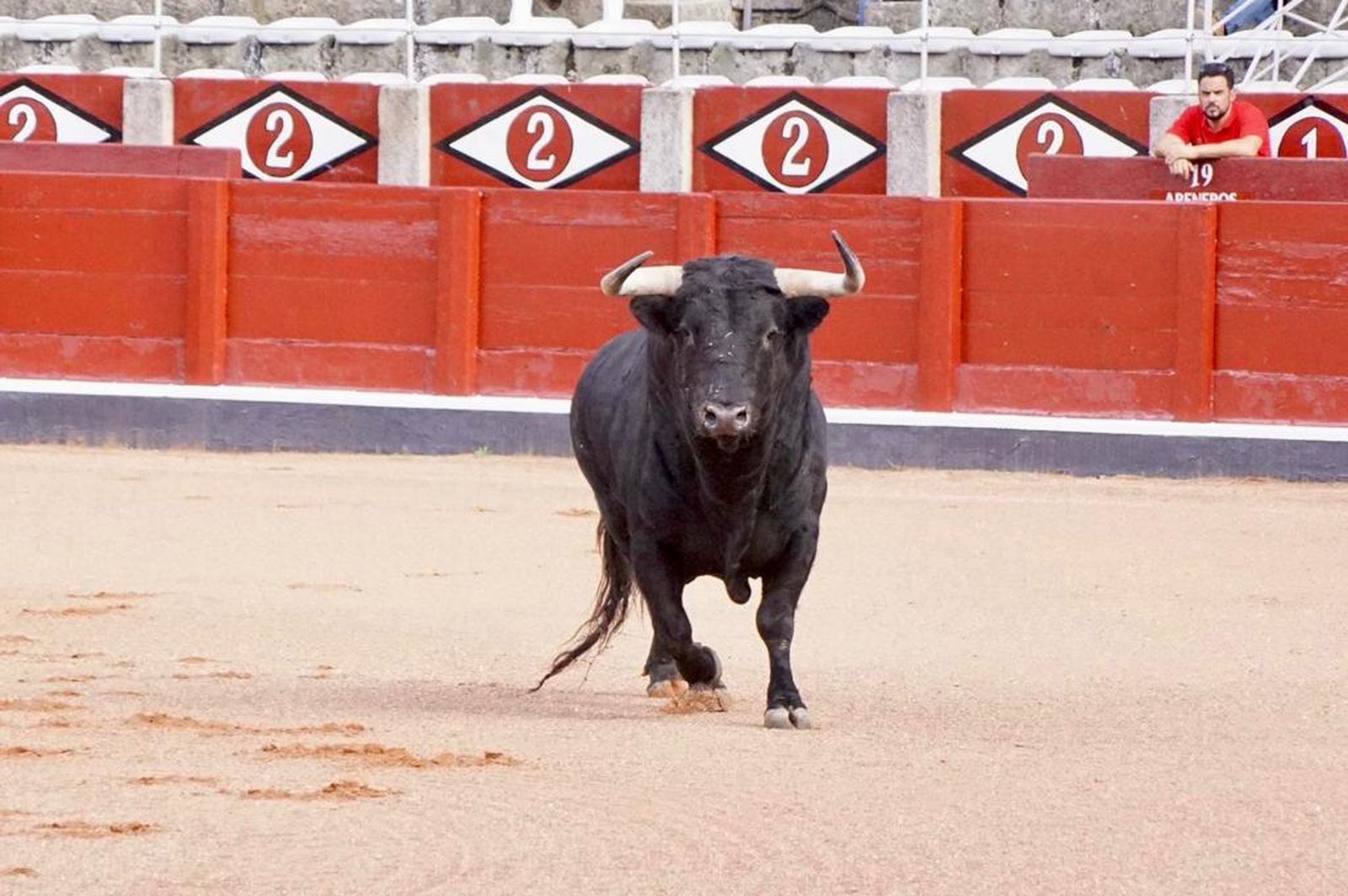 Toro del Puerto de San Lorenzo, durante el desenjaule Feria Virgen de la Vega 203. Foto Juanes