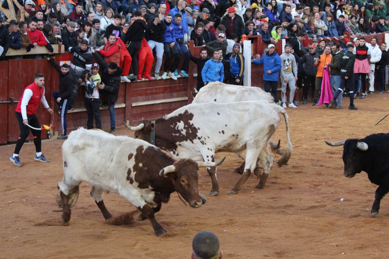 capea-de-ciudad-rodrigo-15