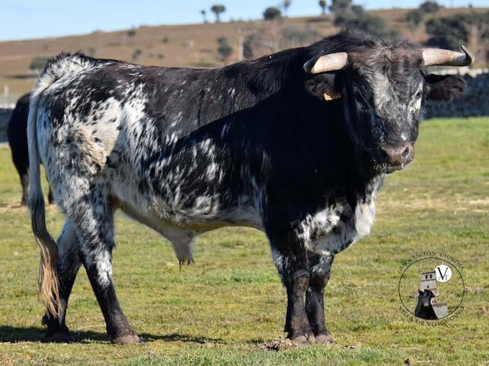 Goloso, tercer toro del cajón de la Asociación Taurina de Vitigudino