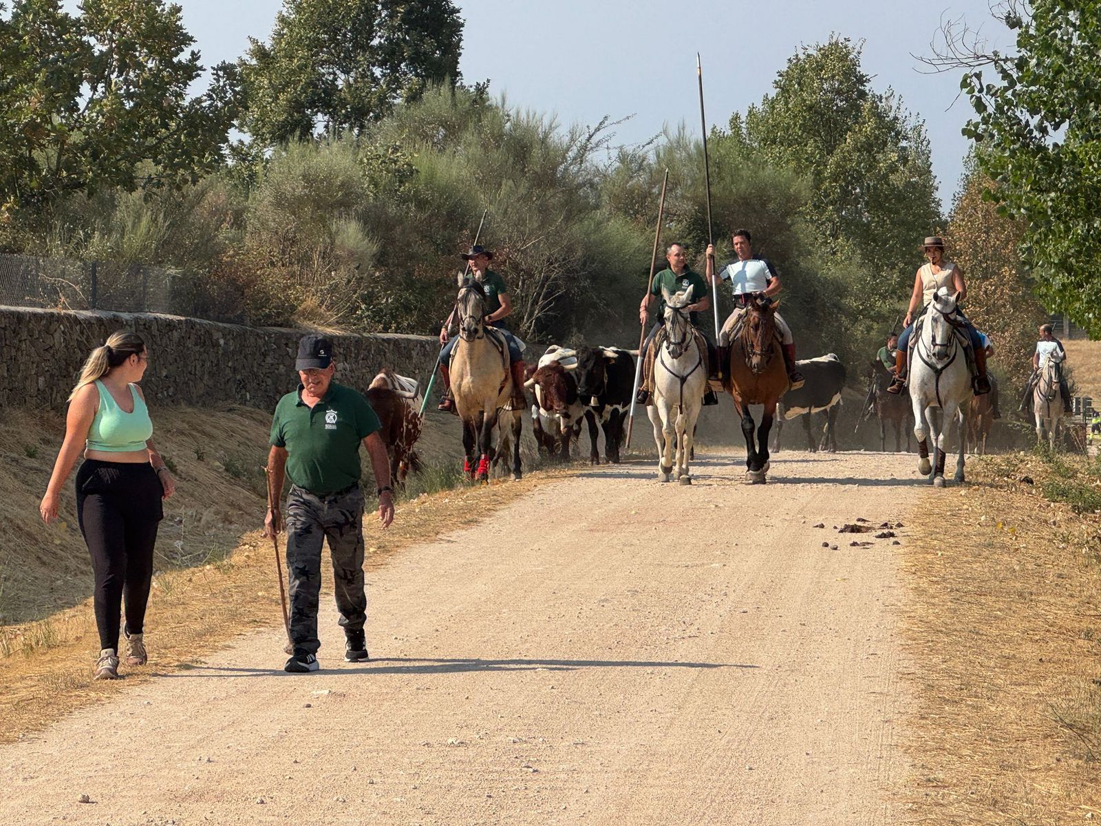 Encierro de bueyes en Aldeadávila de la Ribera para enseñarles el camino para los encierros en sus fiestas 2025