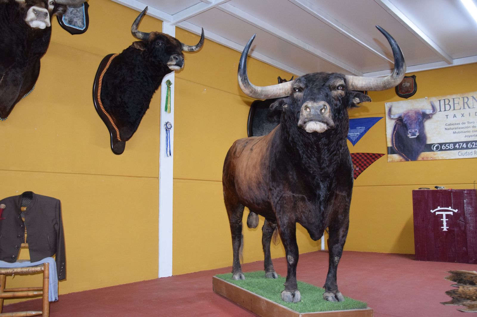 taxidermia-en-salamanca-25