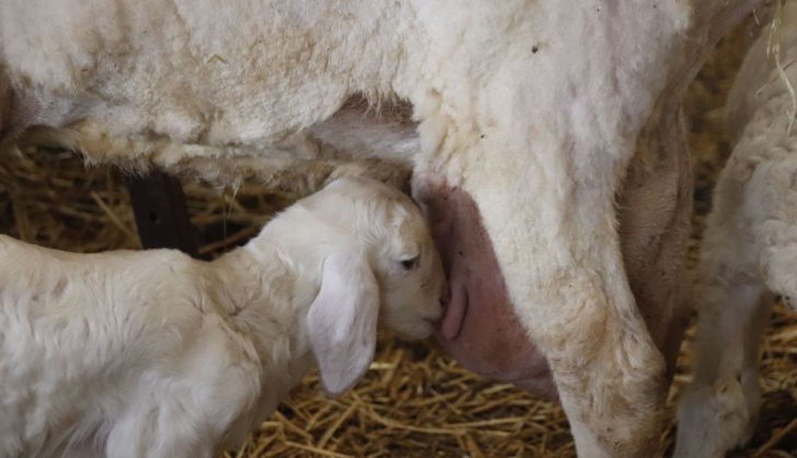 Ovejas. Foto Andrea M. 