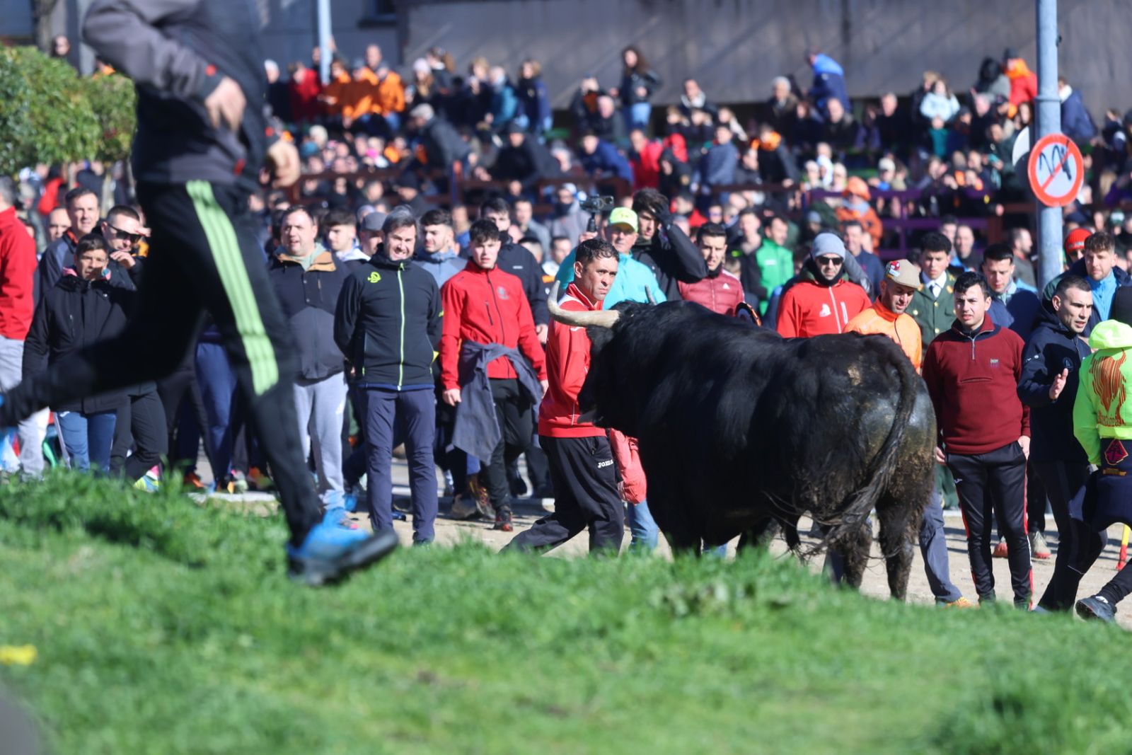 Toro del Antruejo 2026 en el Carnaval del Toro de Ciudad Rodrigo