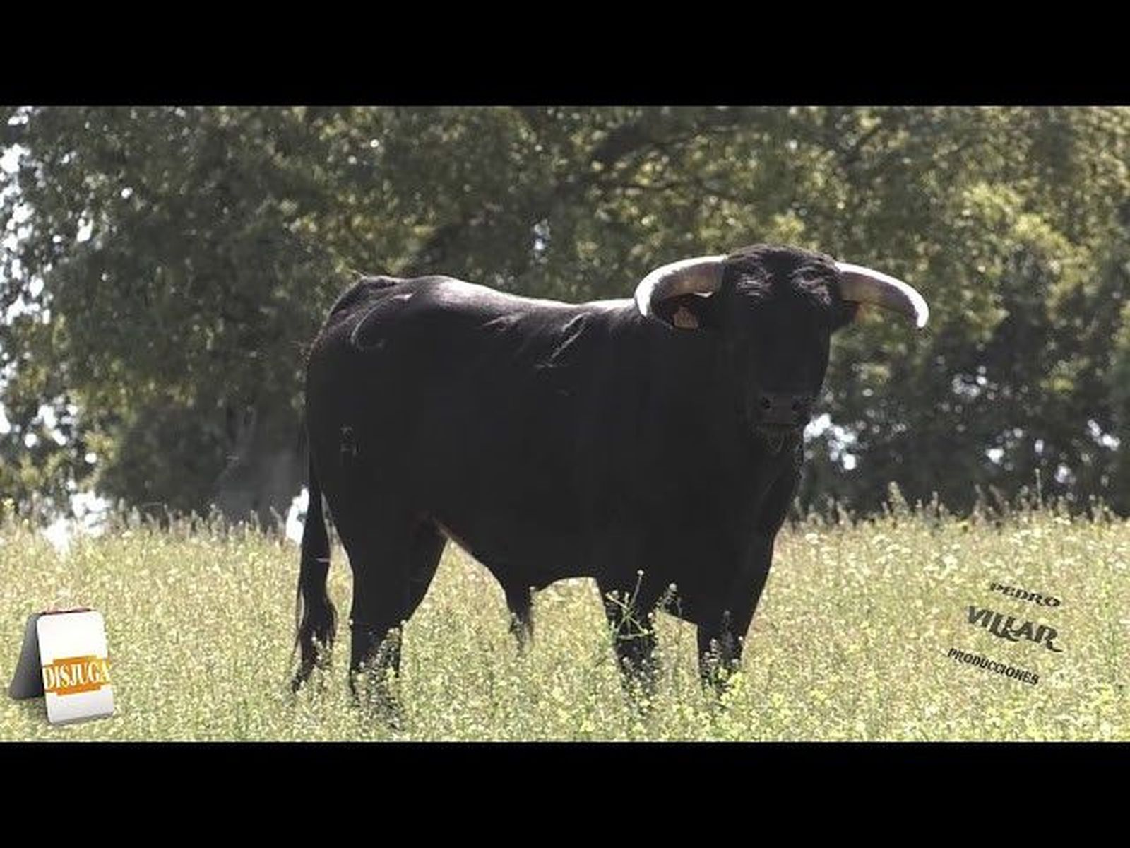 Toros de Carmen Lorenzo para Sergio Galán, Lea Vicens yGuillermo Hermoso de Mendoza