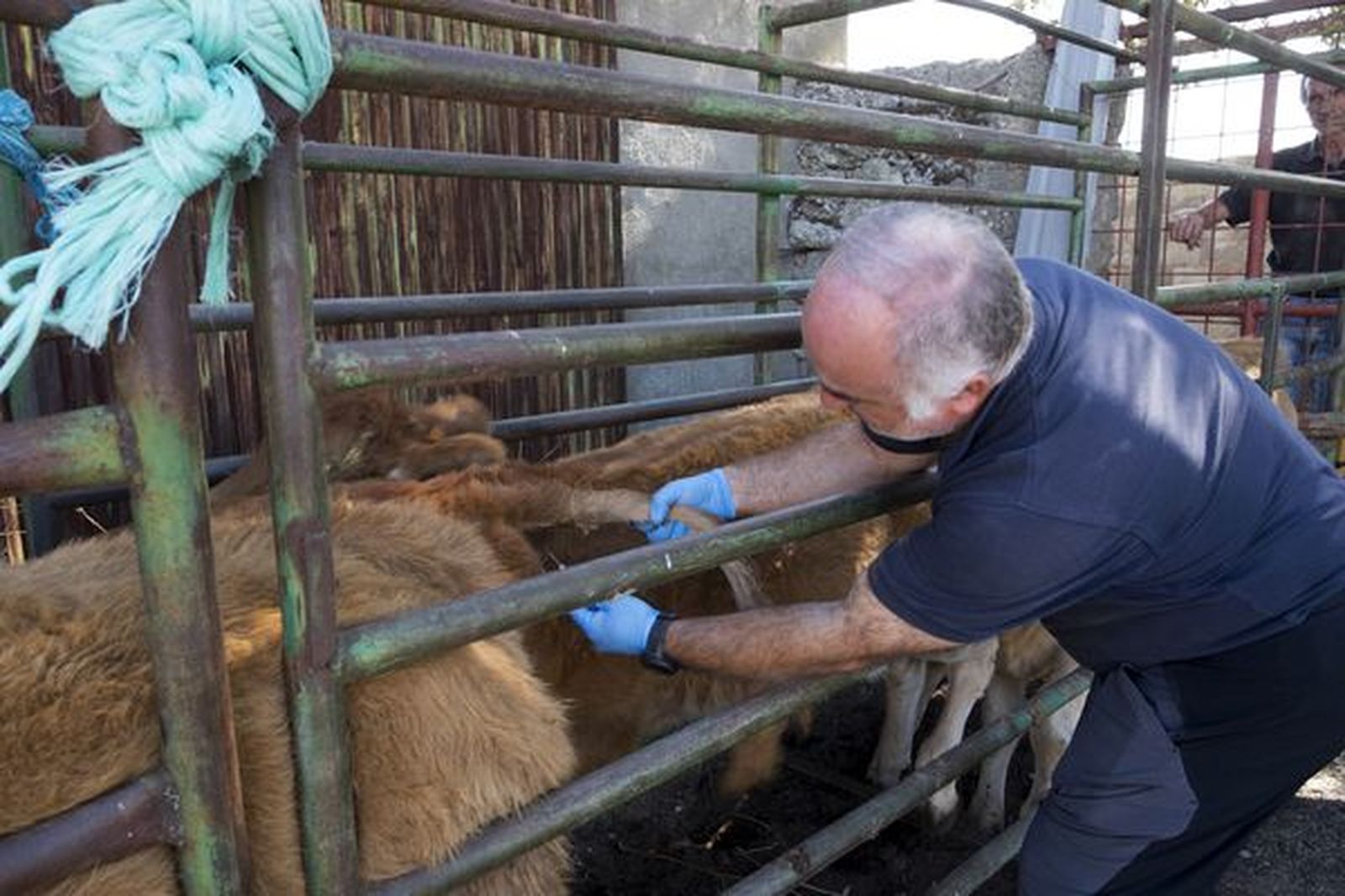 Miguel Ángel García, veterinario clínico en Servet, inyecta medicamentos al ganado en una finca de la comarca de Ledesma. Foto de archivo