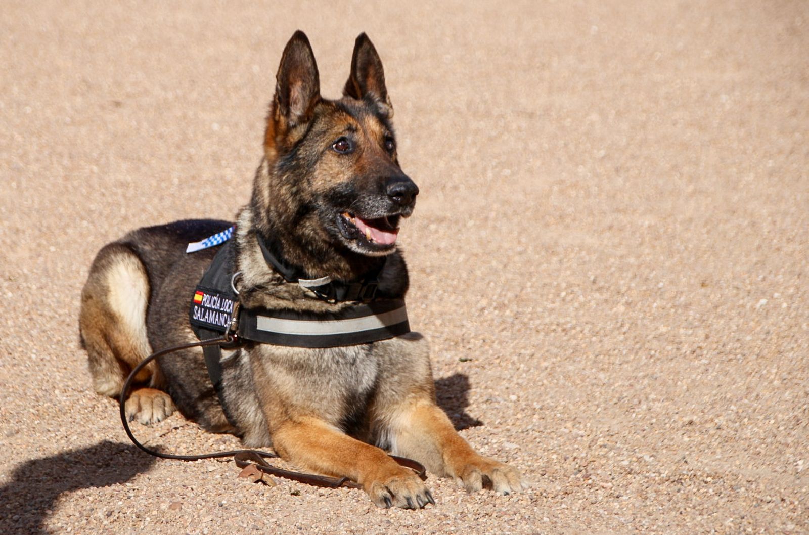 Reportaje perros Policía Local "semillas de conciencia"