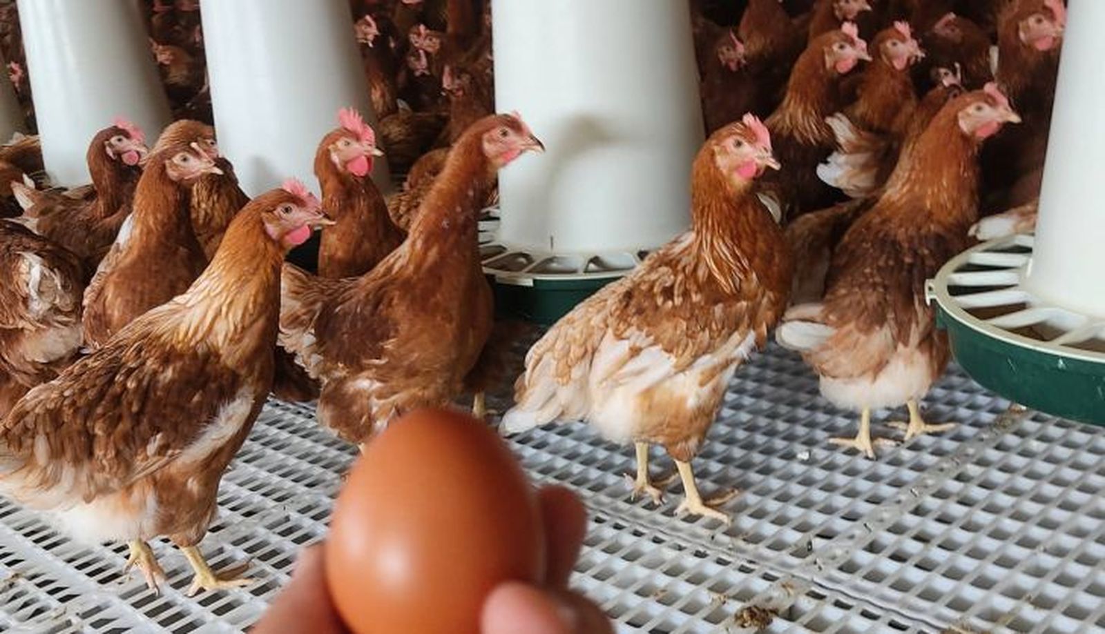 Gallinas Camperas García Panero