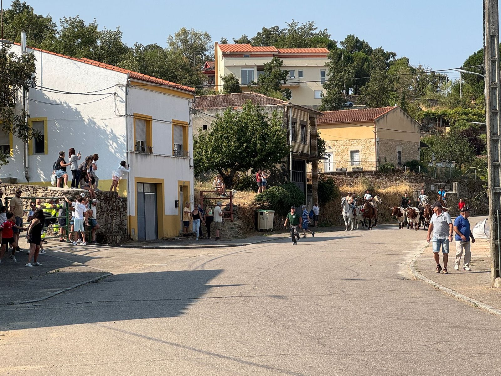 Encierro de bueyes en Aldeadávila de la Ribera para enseñarles el camino para los encierros en sus fiestas 2025