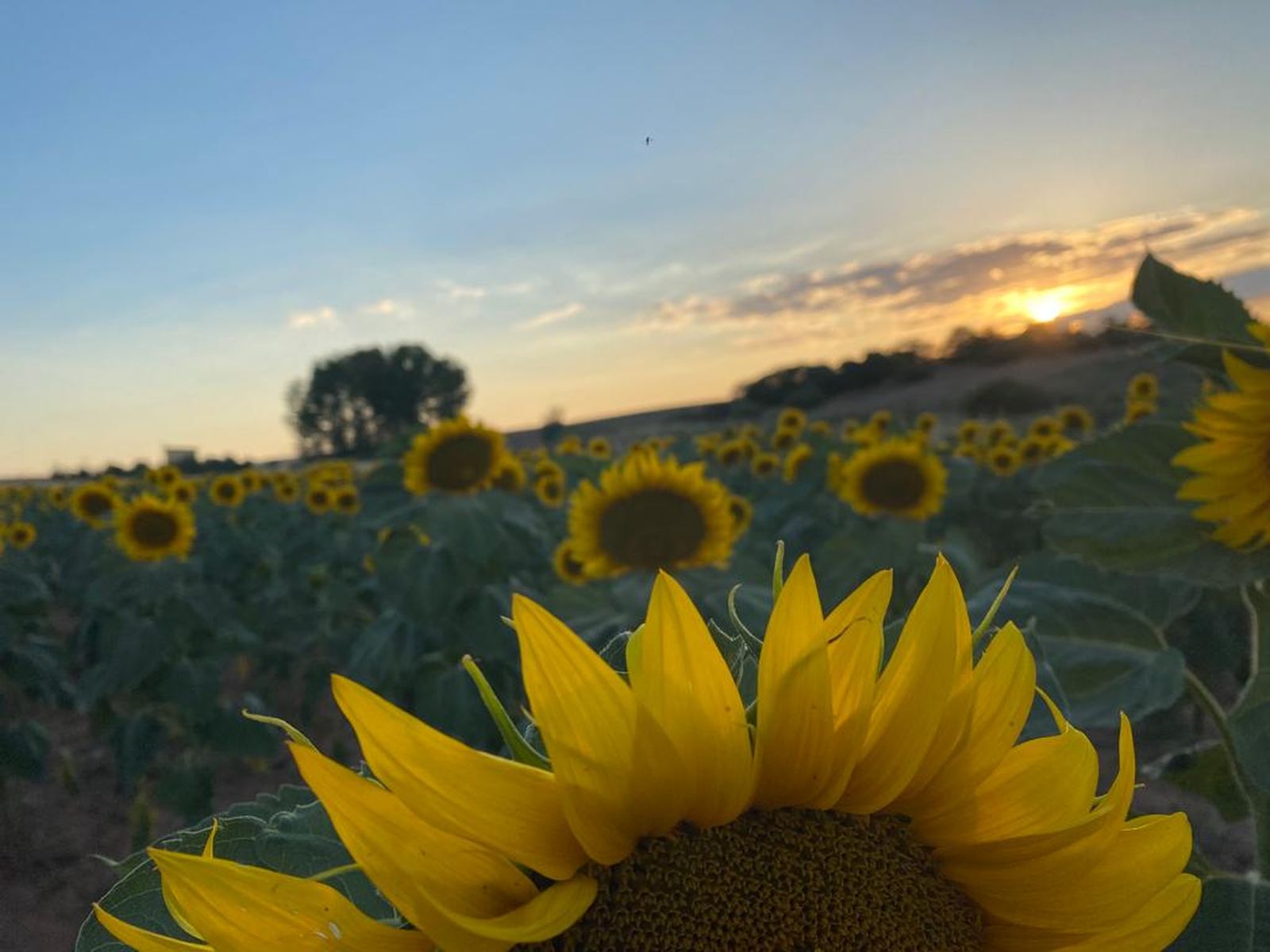 Imagen de un campo de girasoles Foto María Lorenzo