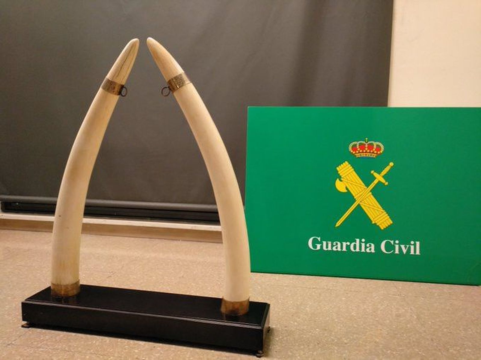 Colmillos de elefante