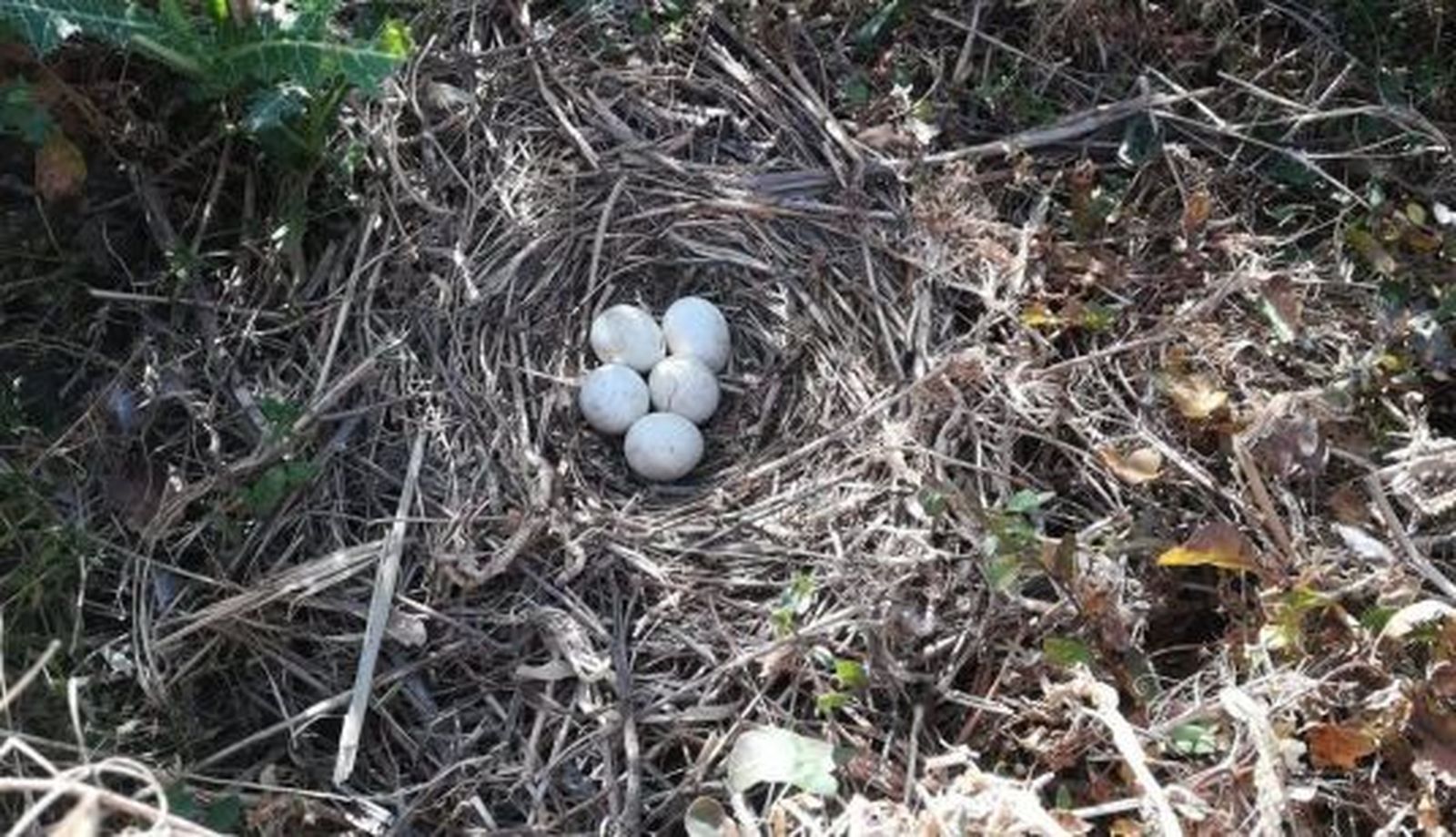 fotonoticia 20190627133032 1200