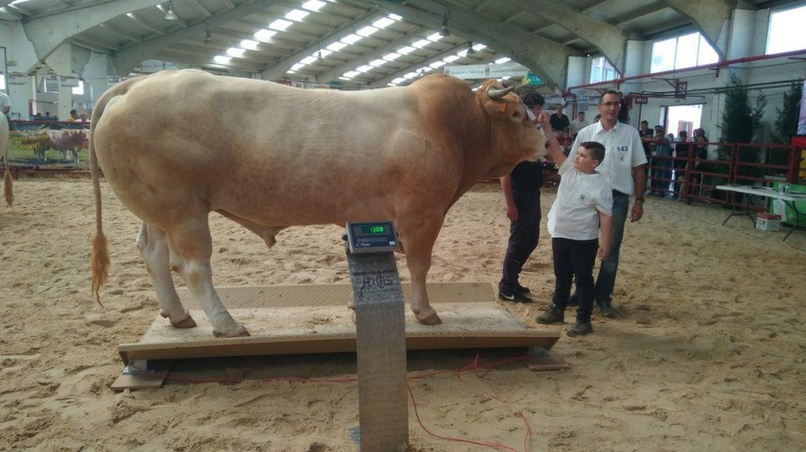 Salamaq toro Blonda Aquitania