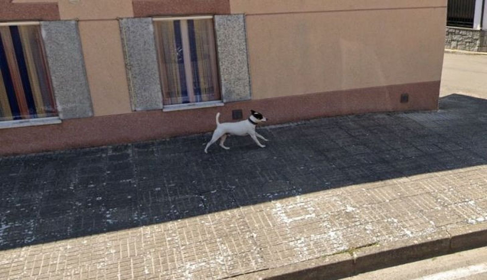 Felicidad del perro en La Encina