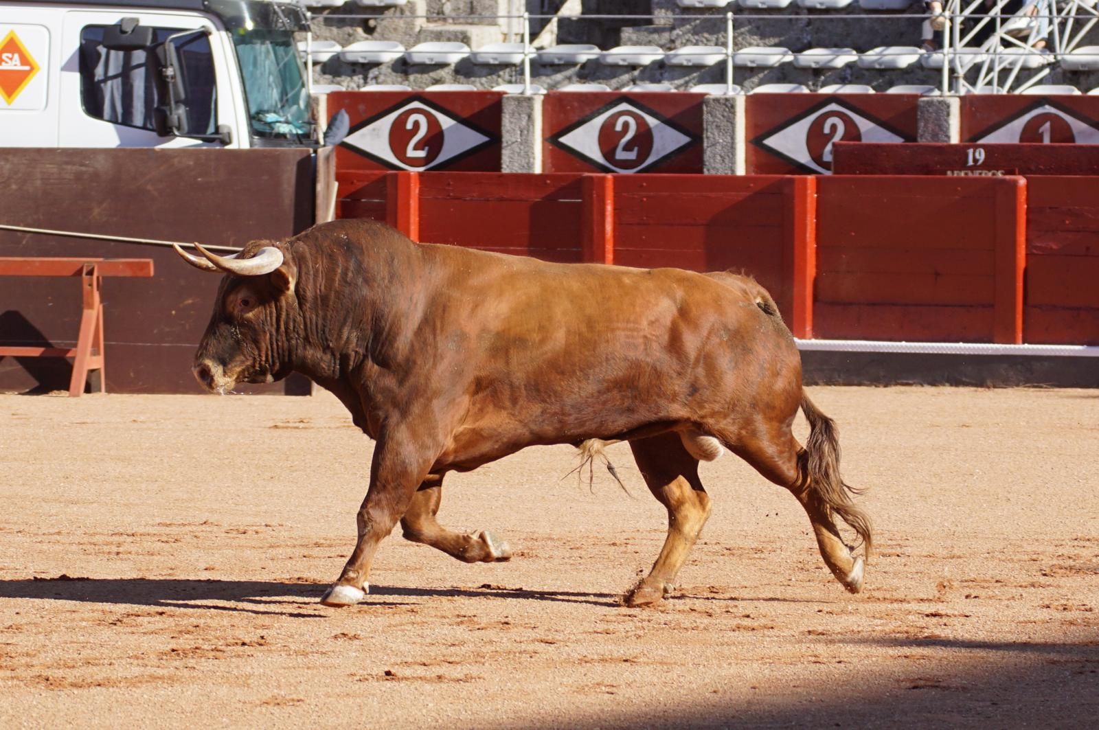 Tradicional Desenjaule en la Plaza de Toros La Glorieta
