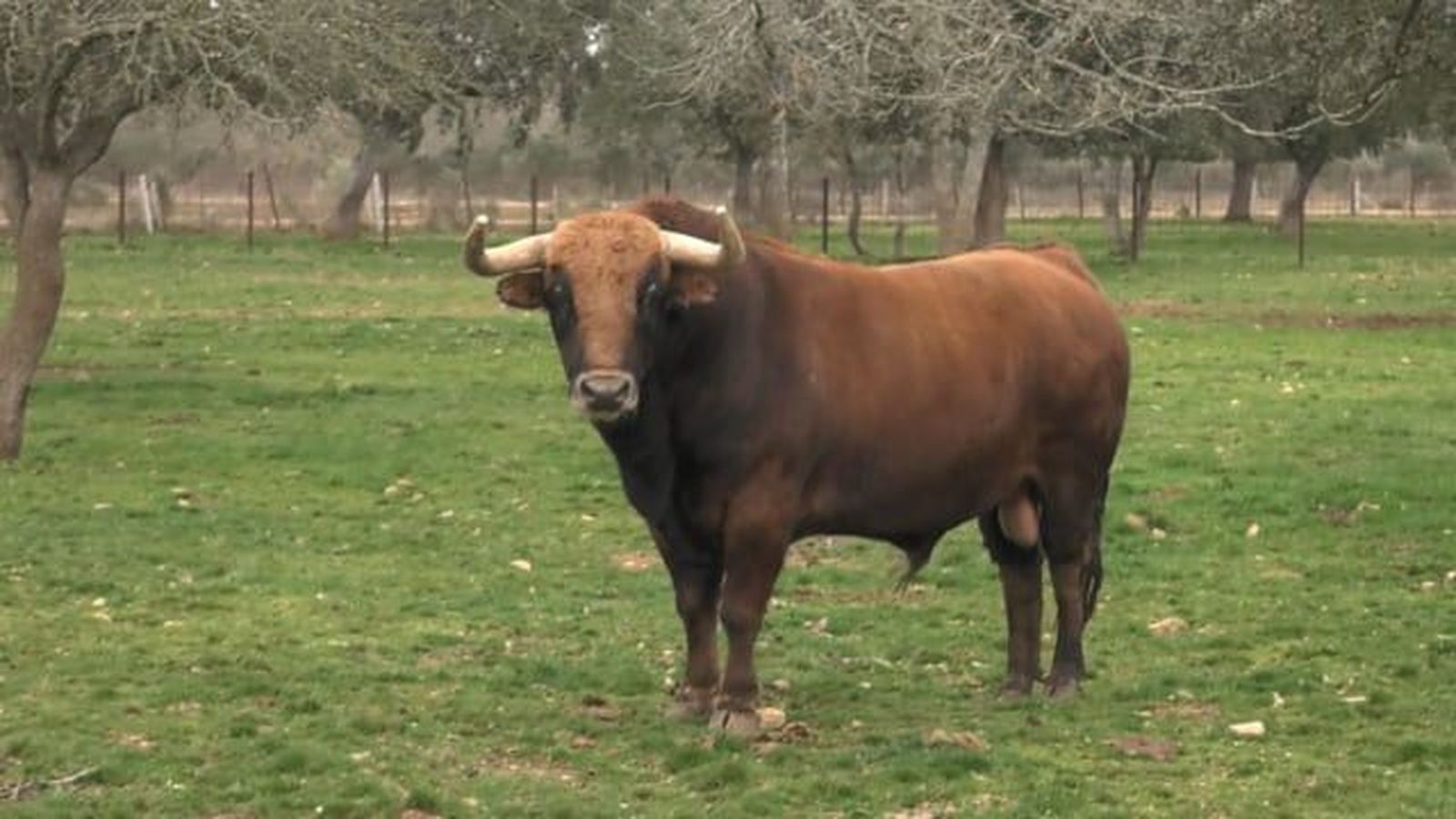 Club taurino de Rusia en Pedraza de Yeltes