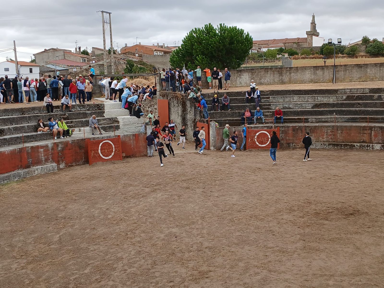 Encierro de novillos en Pereña