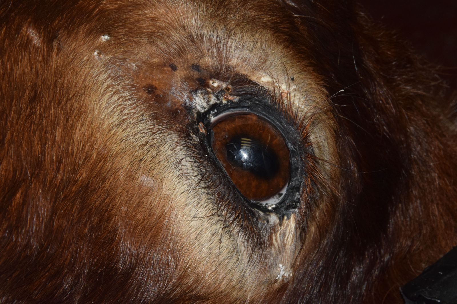 Taxidermia en Salamanca (1)