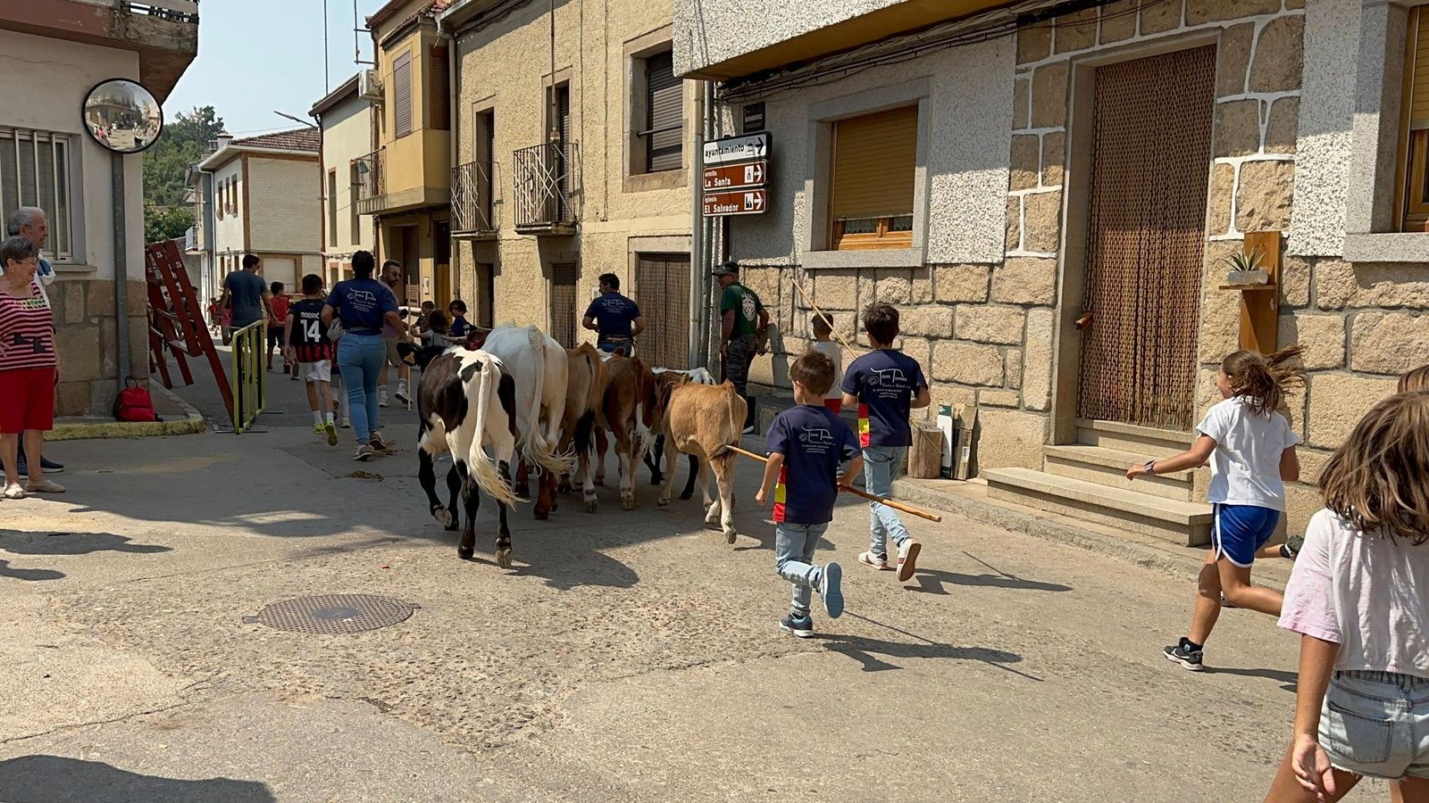 Mini bueyes en Aldeadávila