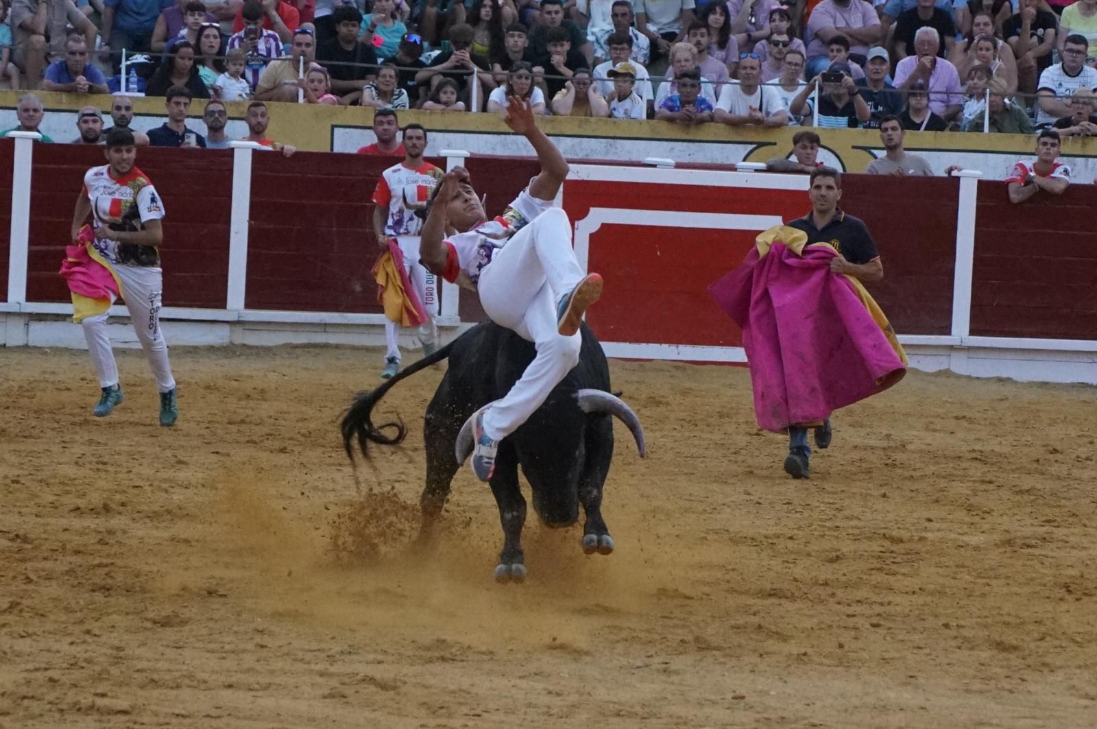 Gran ambiente en los cortes y la suelta de vaquillas de Peñaranda