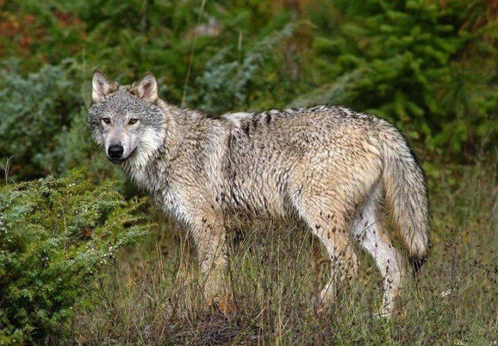 Ecologistas en Acción celebra un encuentro con ganaderos que conviven con lobos. Foto de archivo