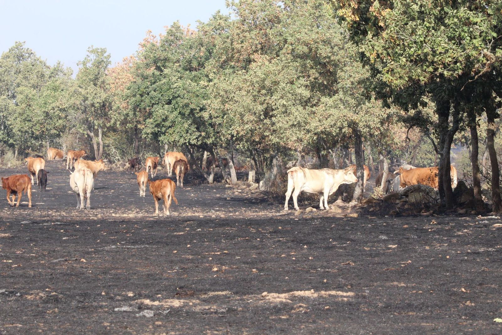 Así han quedado las zonas quemadas durante el incendio de Cipérez