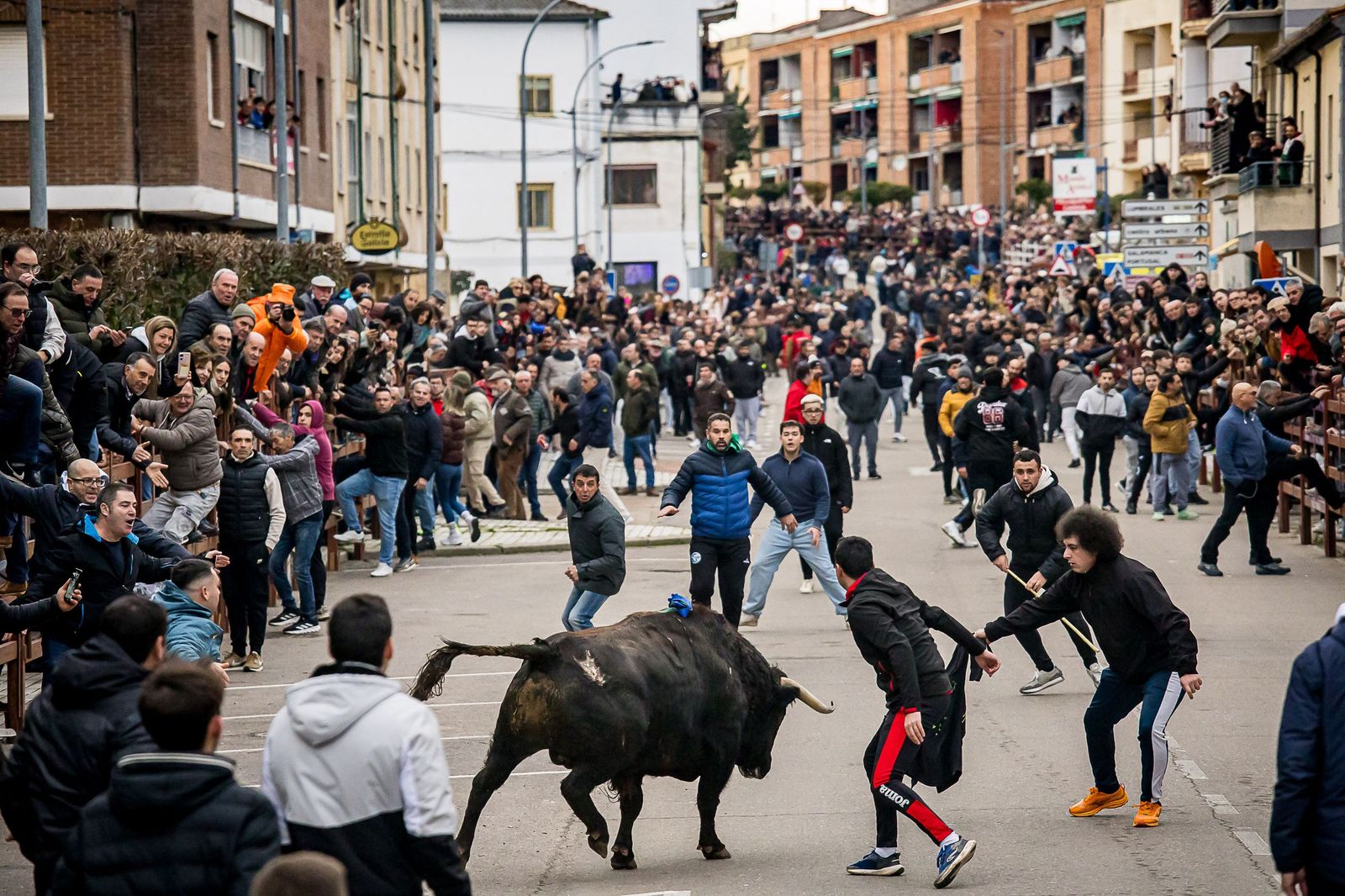 Miles de personas asisten a la celebración del Toro de San Sebastián en Ciudad Rodrigo (Salamanca)
