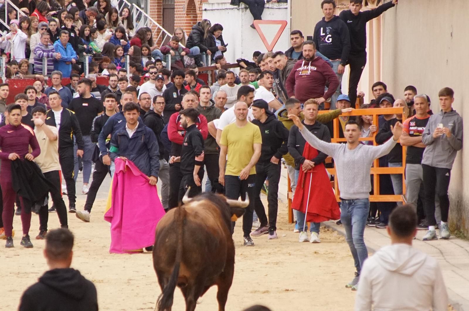 Villoria, toro del Voto