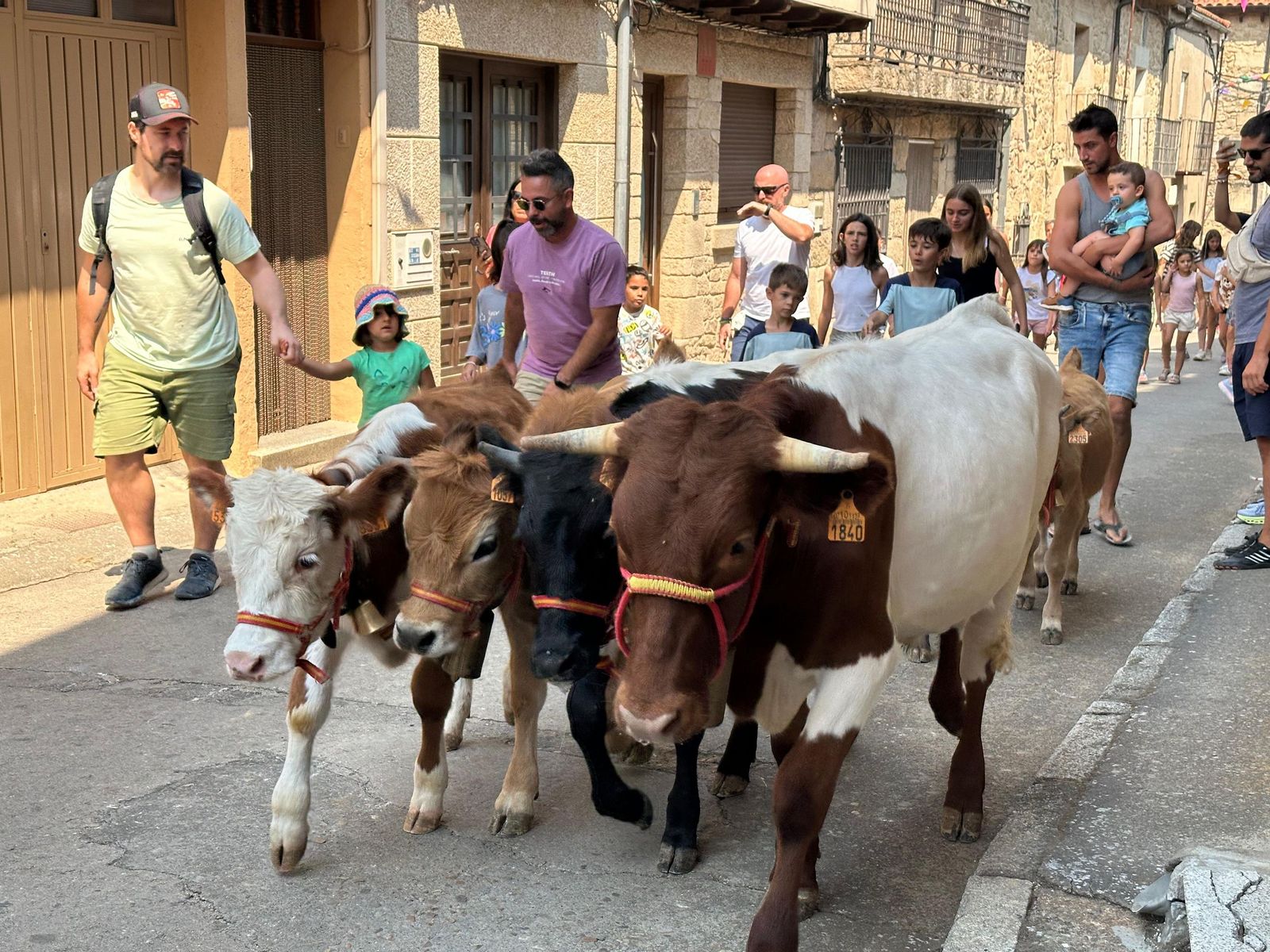 Mini bueyes en Aldeadávila
